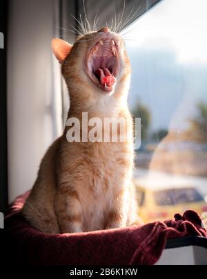 Vertikales Foto: Porträt der Tabby-Katze, die in Hängematte sitzt, die auf der Fenstermarkise feststeckt Stockfoto