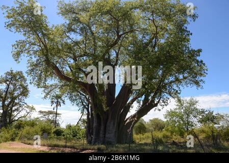 Gigantisches afrikanisches Baobab in der Nähe der Victoriafälle, Simbabwe mit wissenschaftlichem Namen Adansonia digitata. Er wird auch durch seine massive Größe als "Big Tree" bezeichnet. Stockfoto