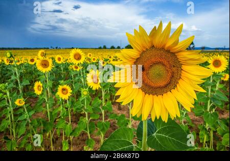 Sonnenblumen-Nahaufnahme auf hellblauem Himmel mit Bienen. Frankreich. Provence. Valensole Stockfoto