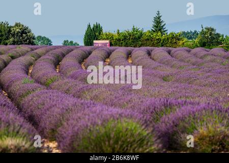 PLATEAU VALENSOLE, FRANKREICH - 09. JULI 2019: Dorfhaus unter den Lavendelfeldern. Juli 2019 In Frankreich. Hochebene Valensole. Stockfoto