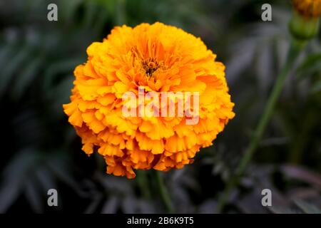 Gelbe Marigold-Blume Im Blumengarten Stockfoto