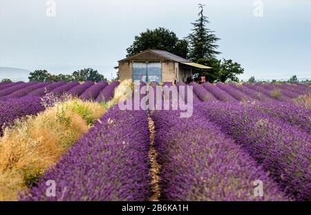 PLATEAU VALENSOLE, FRANKREICH - 09. JULI 2019: Dorfhaus unter den Lavendelfeldern. Juli 2019 In Frankreich. Hochebene Valensole. Stockfoto