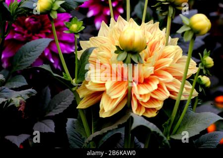 Hochwertige gelbe Dahlienblüte Stockfoto