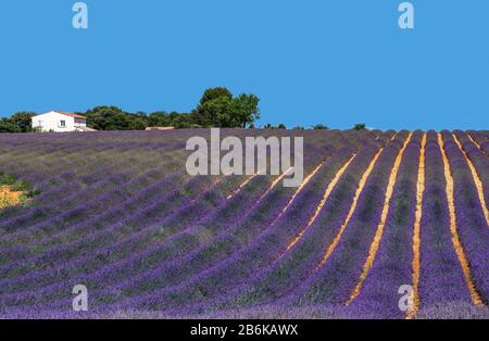 PLATEAU VALENSOLE, FRANKREICH - 09. JULI 2019: Dorfhaus unter den Lavendelfeldern. Juli 2019 In Frankreich. Hochebene Valensole. Stockfoto