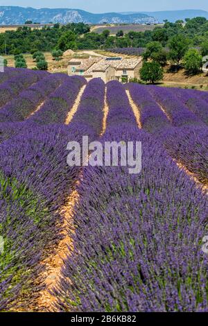 PLATEAU VALENSOLE, FRANKREICH - 09. JULI 2019: Schönes Dorfhaus unter den Lavendelfeldern. Juli 2019 In Frankreich. Hochebene Valensole Stockfoto