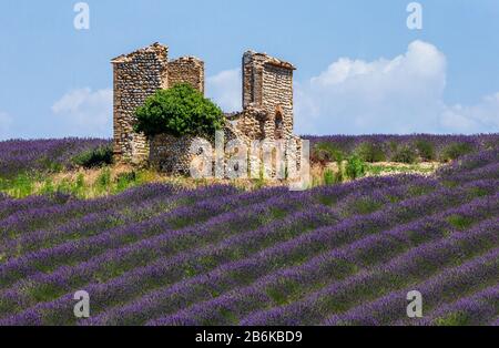 PLATEAU VALENSOLE, FRANKREICH - 09. JULI 2019: Ruinen eines alten rustikalen Steinhauses auf einem Lavendelfeld. Juli 2019 In Frankreich. Hochebene Valensole. Stockfoto