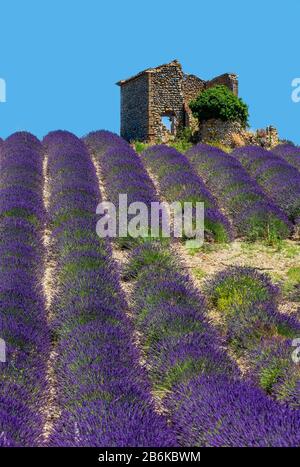 PLATEAU VALENSOLE, FRANKREICH - 09. JULI 2019: Ruinen eines alten rustikalen Steinhauses auf einem Lavendelfeld. Juli 2019 In Frankreich. Hochebene Valensole. Stockfoto