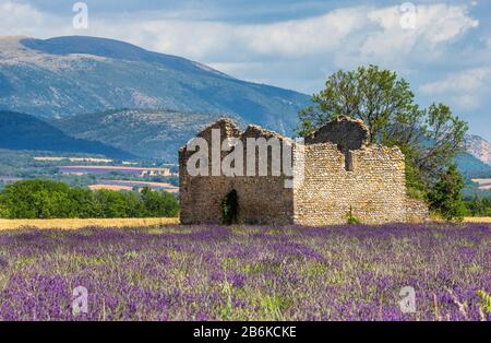 Ruinen eines alten rustikalen Steinhauses auf einem Lavendelfeld vor der Kulisse der Berge und eines schönen Himmels mit Wolken.