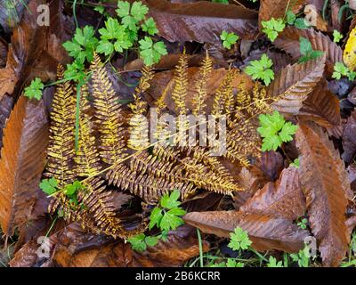Fern Leaf in Woodland Floor, Denge Woodlands, Kent UK Stockfoto