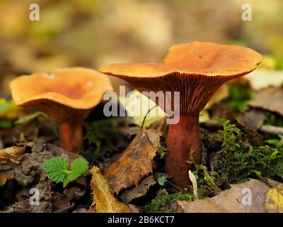 Falsche Chanterelle Pilze, Hygrophoropsis Aurantiaca, Denge Woodlands, Kent UK, gestapelte Bilder Stockfoto