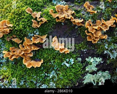 Hairy Stereum Pilze, Seereum Hirsutum, Dering Woods, Kent UK, gestapeltes Bild, False Turkey Tail, behaarte Vorhangkruste Stockfoto