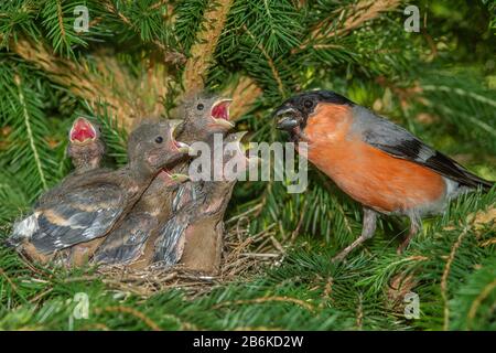 Bullfinch, Eurasischer Stierkampfer, Nordbullfinch (Pyrrhula pyrrhula), Männchen füttert bettelnde Jungvögel im Nest, Deutschland, Baden-Württemberg Stockfoto