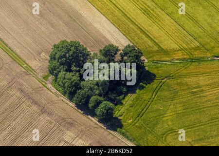 , Baumgruppe zwischen Maisfeldern, 06.06.2014, Luftbild, Deutschland, Nordrhein-Westfalen, Ruhrgebiet, Datteln Stockfoto