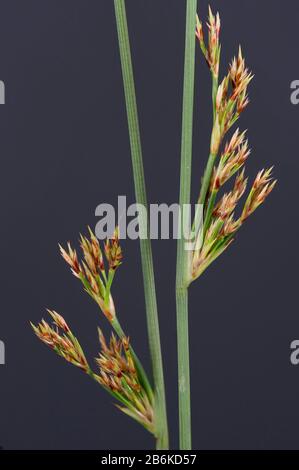 Harter Andrang, europäischer Wiesenrausch (Juncus inflexus), blütenstände, Deutschland, Bayern Stockfoto
