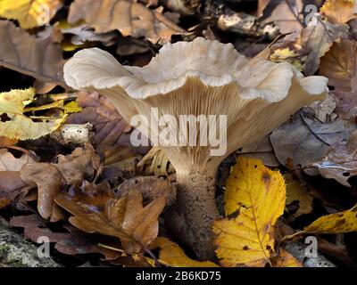 Trooping Funnel Pilze, Clitocybe Geotropa, Dering Woods, Kent UK, gestapeltes Bild, Infundibulicybe oder Monk's Head, Stockfoto