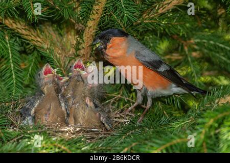 Bullfinch, Eurasischer Stierkampfer, Nordbullfinch (Pyrrhula pyrrhula), Männchen füttert bettelnde Jungvögel im Nest, Deutschland, Baden-Württemberg Stockfoto