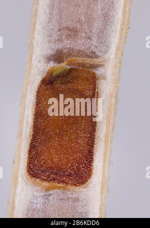 Weidenkraut, Weidenkraut (Epilobium spec.), Detail Obst, Deutschland, Bayern Stockfoto