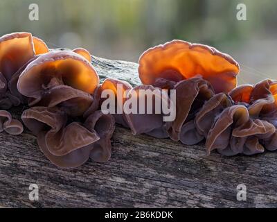 Jew's Ear oder Jelly Ear Pilze, Auricularia auricula-judae, Dering Woods, Kent UK, gestapeltes Bild, Backlight Stockfoto