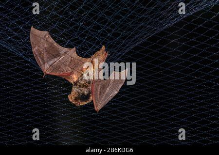 Westliche Barbastelle (Barbastella barbastellus), gefangen in einem Netz, Deutschland Stockfoto