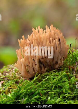 Aufrechte Korallenpilze, Ramaria stricta, Dering Woods, Kent UK, gestapeltes Bild Stockfoto