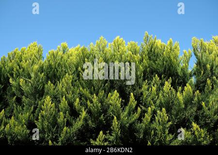 Zaun aus dichten Nadelbaumdickichten vor klarem wolkenlosem Himmel als Hintergrund dicht beieinander Stockfoto