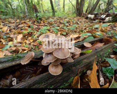 Pilze, die auf gefallenem Baumstamm wachsen, Mycena sp, East Blean Woodlands, Kent UK Stockfoto
