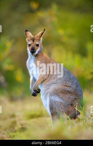 Rothalswallaby, Bennetts Wallaby (Macropus rufogriseus, Wallabia rufogrisea), auf einer Wiese in Australien sitzend Stockfoto