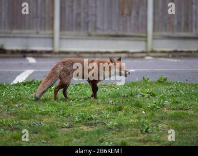 Fox, Vulpes vulpes, im Garten, KENT UK Stockfoto
