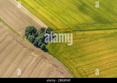 , Baumgruppe zwischen Maisfeldern, 06.06.2014, Luftbild, Deutschland, Nordrhein-Westfalen, Ruhrgebiet, Datteln Stockfoto