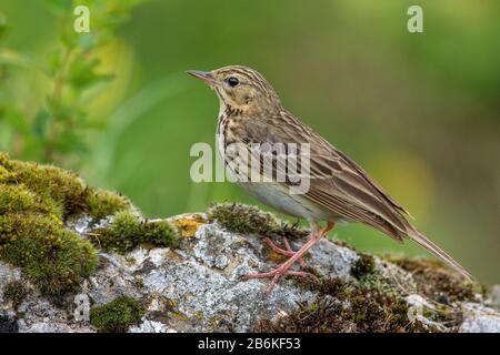 Baumkitterei (Anthus trivialis), Perching auf einem moosigen Stein, Seitenansicht, Deutschland, Baden-Württemberg Stockfoto