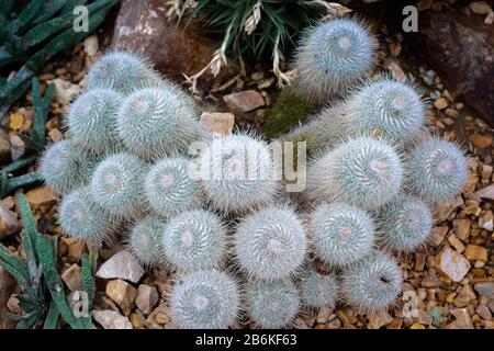 Der ursprünglich aus Mexiko stammende Doppel-Spinat-Kakteenhaufen Mammillaria geminispina mit seinen weißen Daunen und Stacheln Stockfoto