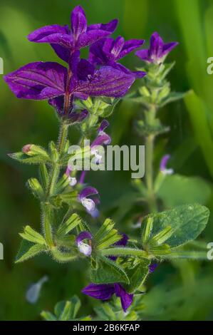 Roter Salbei, Salbei, bart, gemalter Salbei, Salvia bart, wildmary (Salvia viridis, Salvia horminum), Infloreszenz, Deutschland, Bayern Stockfoto