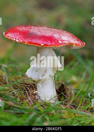 Fly Agaric, Amanita Muscaria, West Blean Woodlands, KENT UK, gestapelt Focus Stockfoto