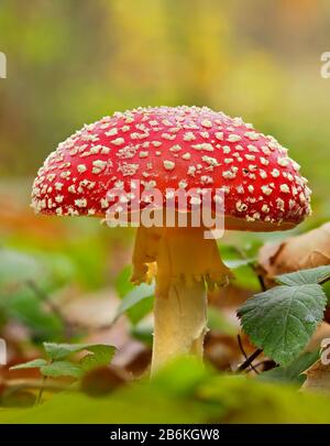 Fly Agaric, Amanita Muscaria, West Blean Woodlands, KENT UK, gestapelt Focus Stockfoto