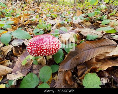 Fly Agaric, Amanita Muscaria, West Blean Woodlands, KENT UK, gestapelter Fokus, Weitwinkelansicht Stockfoto