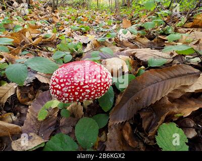 Fly Agaric, Amanita Muscaria, West Blean Woodlands, KENT UK, gestapelter Fokus, Weitwinkelansicht Stockfoto