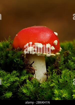 Fly Agaric, Amanita Muscaria, West Blean Woodlands, KENT UK, gestapelt Focus Stockfoto