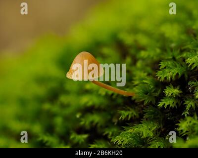 Bonnet-Pilze, Mycena sp., einzelne Mycena-Pilze auf Moos, West Blean Woodlands, KENT UK, gestapelt Focus Stockfoto