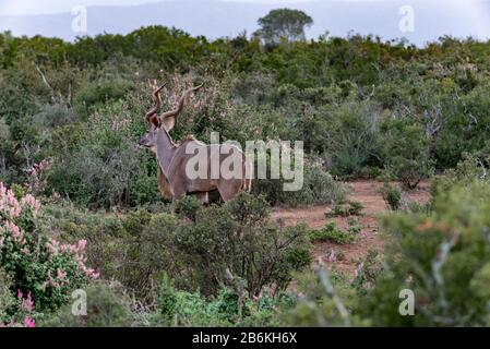 Männlicher Großkudu im Busch mit Spekboom in Blume im Addo Elephant National Park, Ostkaper, Südafrika Stockfoto