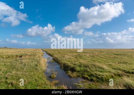 Landschaft mit Salzwiesen, Sankt Peter-Ording, Nordsee, Schleswig-Holstein, Deutschland, Europa Stockfoto