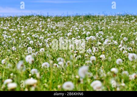 Riesige Dandelionenwiese Stockfoto