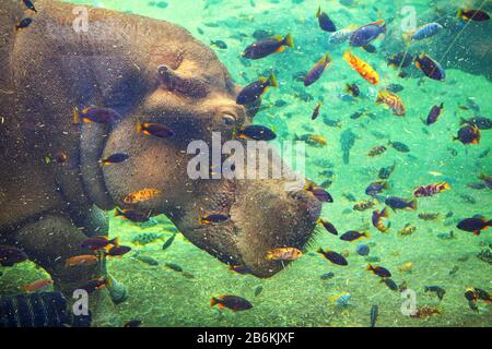 Buntes Positivbild mit Flusspferd und Fisch Stockfoto