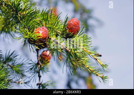 Junger Zweig im Frühjahr aus dem europäischen Larch Larix decidua. Schöne frische Farben. Stockfoto