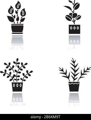 Domestizierte Pflanzen werfen Schatten schwarze Glyphe Symbole gesetzt. Hausanlagen. Innenanlagen. Natürliches Heim- und Bürodekor. Pothos, Dracaena. Monstera, Glück Stock Vektor