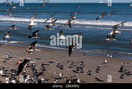 Eine Schar von Black Skimmers landet am Strand, unter einer Gruppe von Gulls, am Cape Canaveral Beach. Stockfoto