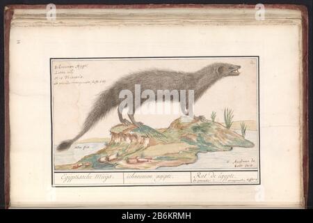 Ägyptisches Ichneumon oder Mongans. Oben rechts nummeriert: 2. Oben links der Name in vier Sprachen. Teil des zweiten Albums mit Zeichnungen von Quadrupeds. Zweite zwölf Alben mit Zeichnungen von Tieren, Vögeln und Pflanzen sind um 1600 im Auftrag von Kaiser Rudolf II. Bekannt Mit Notizen auf Niederländisch, Latein und Frans. Hersteller: Künstler: Anselm Boëtius der Boodt (persönlich unterzeichnet) Ort Herstellung: Prag Datum: 1596 - 1610 Physische Merkmale: Pinsel in Farbe von Aquarell und Körper, verstärkt mit weißem Körper, Handschriftstift in braunem Material: Aquarellpapier Lackiertechnik: Pinsel / Stockfoto