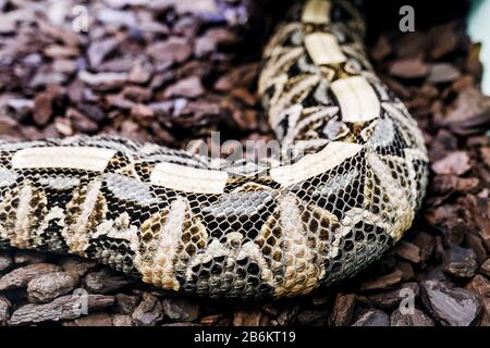 Bitis gabonica, Gaboon Viper im Zoo Stockfoto