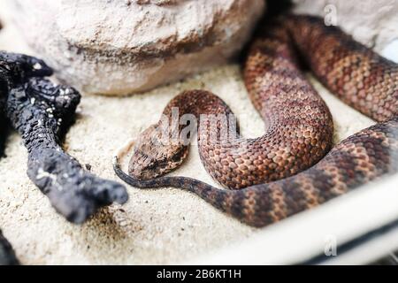 Gefahr Australischer Todestag oder Akanthophis antarcticus Stockfoto