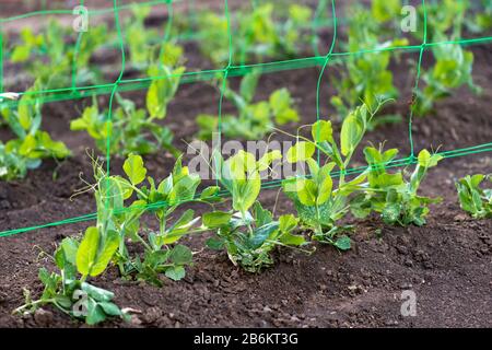 Junge organische Erbsenpflanzen im Garten schleichen sich durch ein Raster - selektiver Fokus Stockfoto