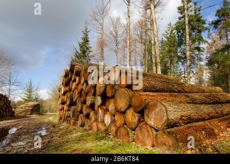 Ernte in der Forstwirtschaft: Baumstammhaufen im Wald Stockfoto